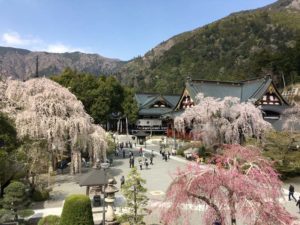 身延山久遠寺境内の桜