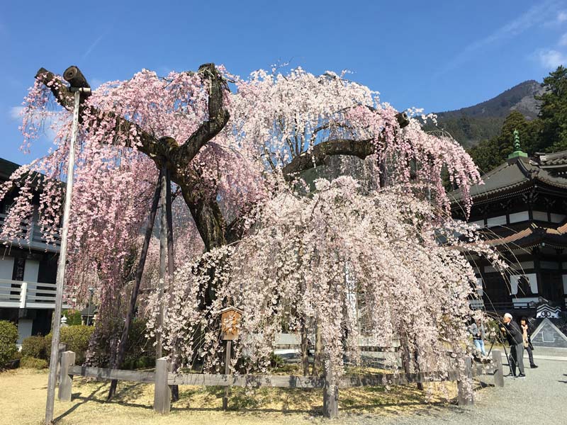 身延山久遠寺境内の枝垂桜