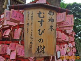 江ノ島神社のむすびの樹