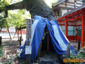 生島足島神社の夫婦欅