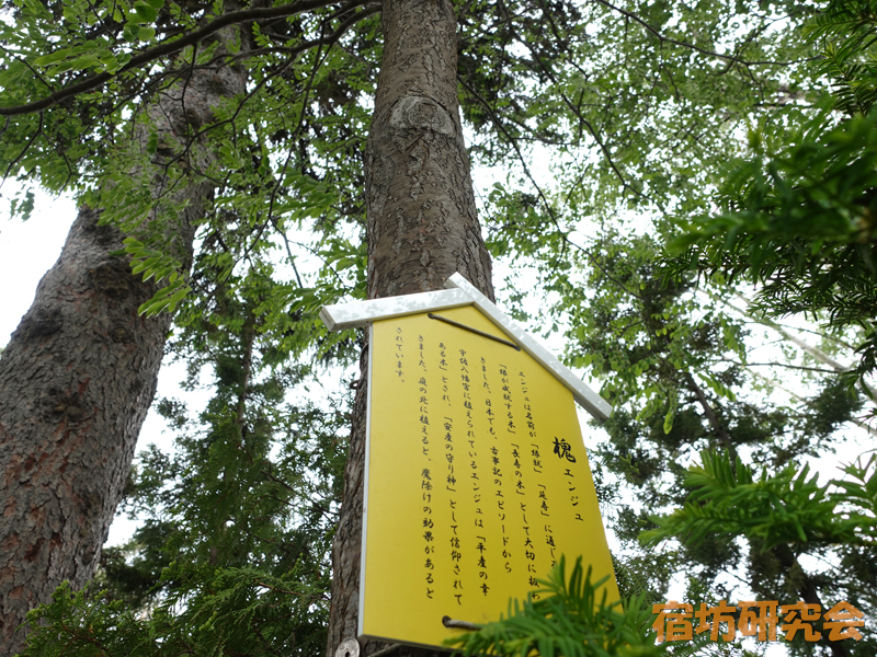 西野神社の槐のご神木