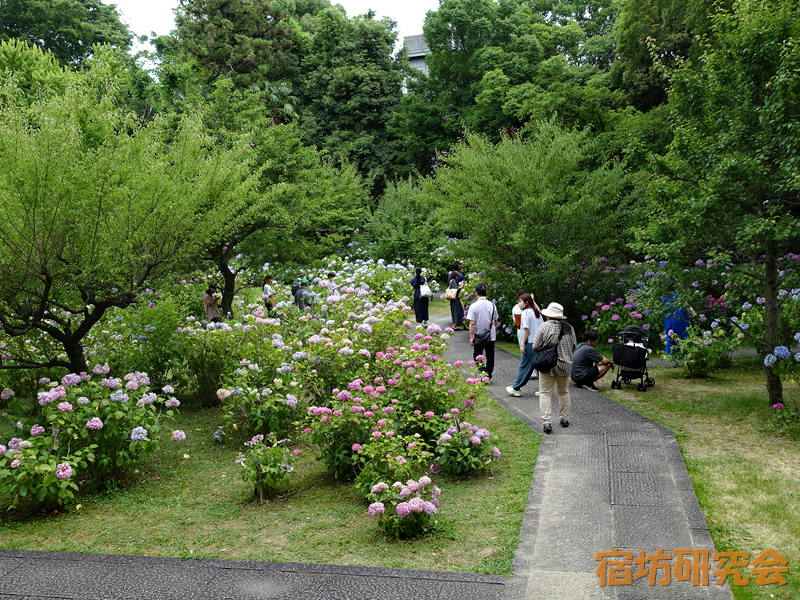 智積院の紫陽花