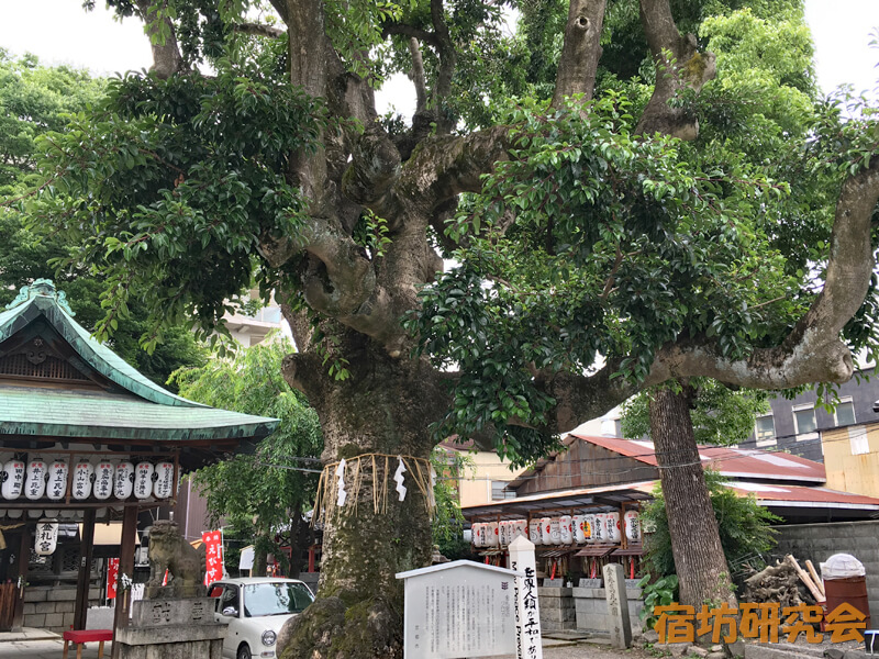 金札宮のご神木・クロガネモチ