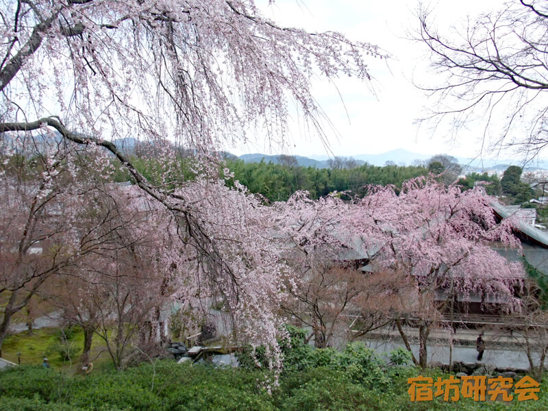 天龍寺の桜