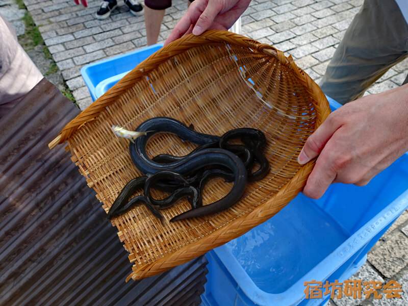 本能寺の放生会