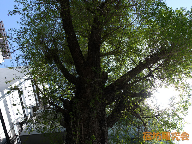 本能寺の火伏のイチョウ