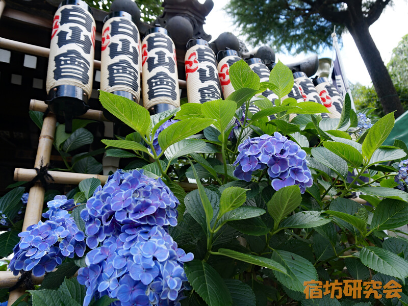 文京あじさいまつり