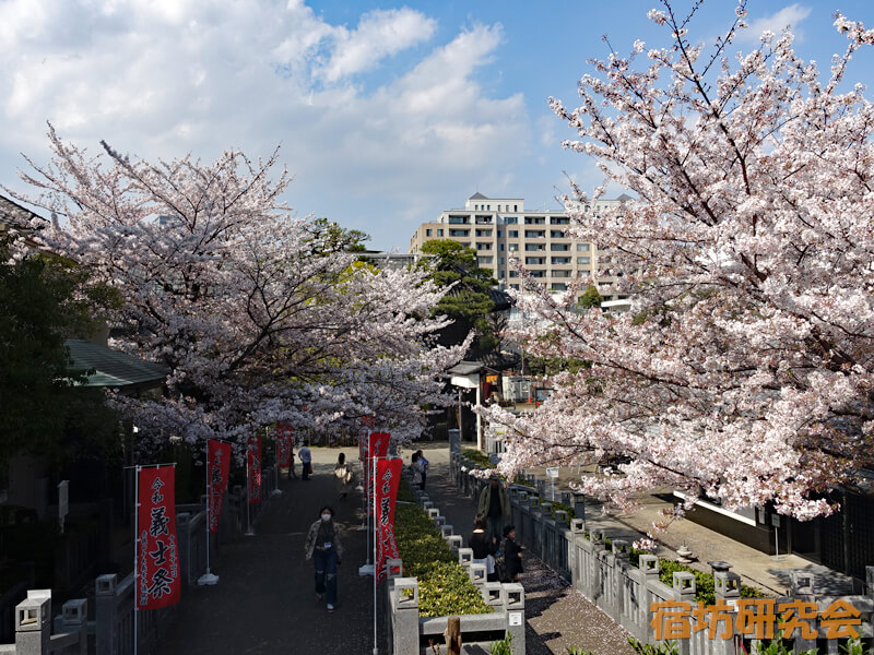 桜の見どころ