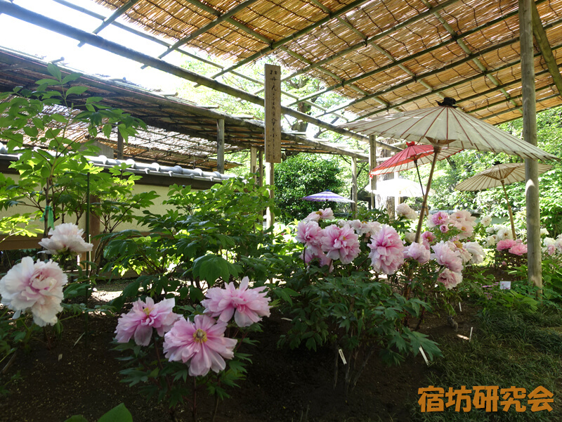 上野東照宮ぼたん祭（春のぼたん祭・冬ぼたん）